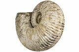 Massive, Tractor Ammonite (Douvilleiceras) Fossil - Madagascar #197179-1